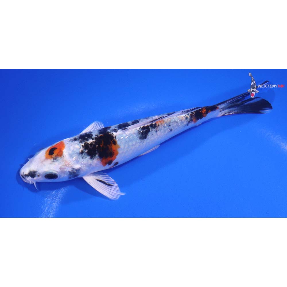 5.5” Imported Yamato Nishiki