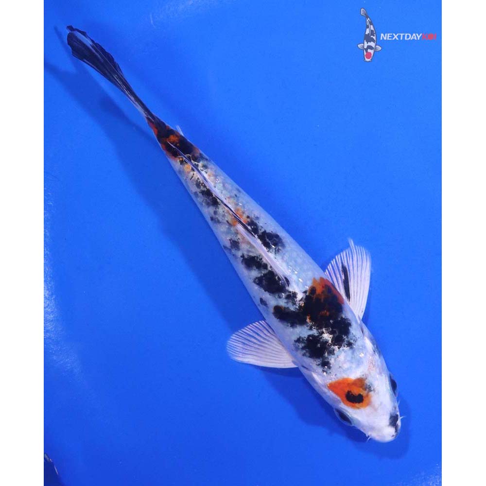 5.5” Imported Yamato Nishiki