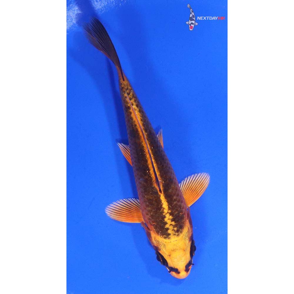 4.5” Imported Orenji Matsuba