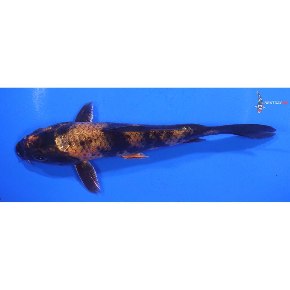 5.5” Imported Kin Hi Utsuri