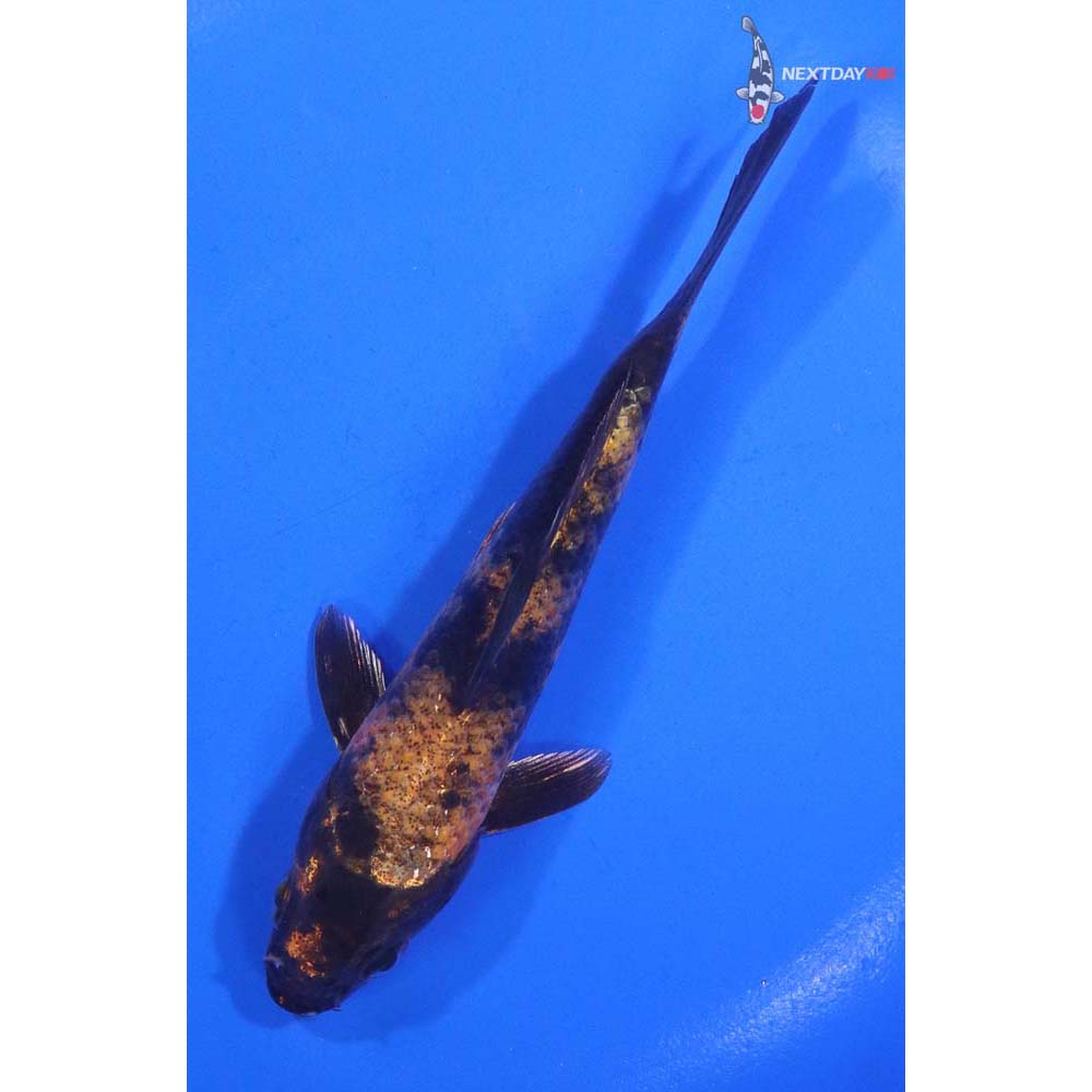 5.5” Imported Kin Hi Utsuri