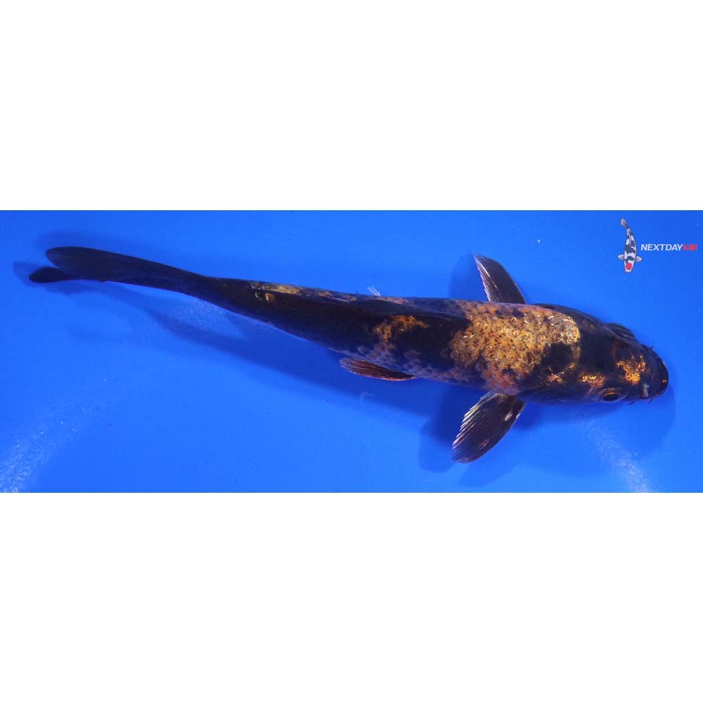 5.5” Imported Kin Hi Utsuri