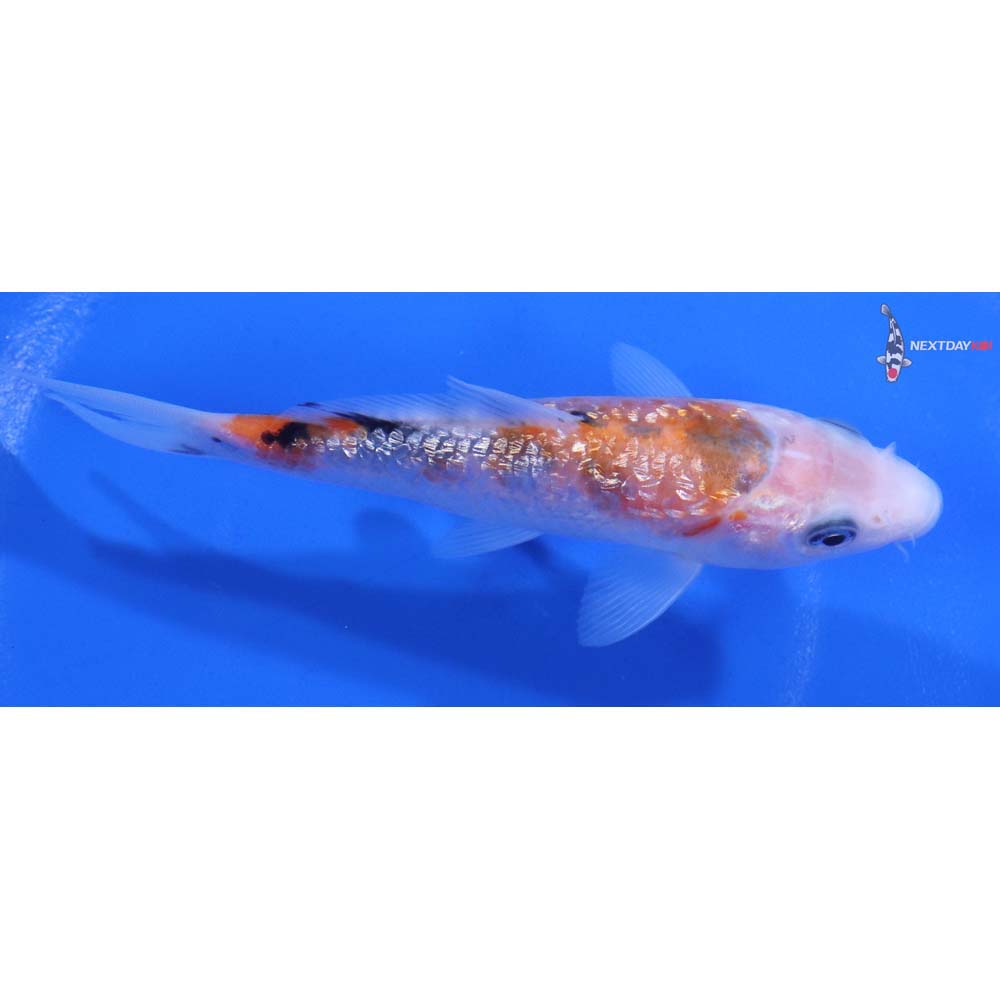 4.5” Imported Gin Rin Sanke