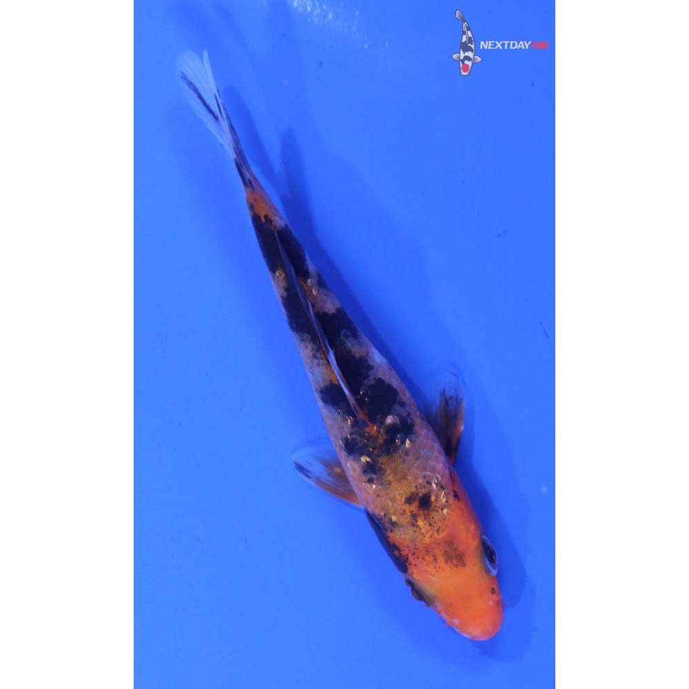 3” Imported Gin Rin Aka Sanke