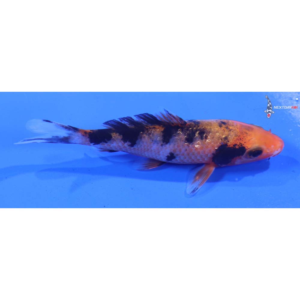 3” Imported Gin Rin Aka Sanke