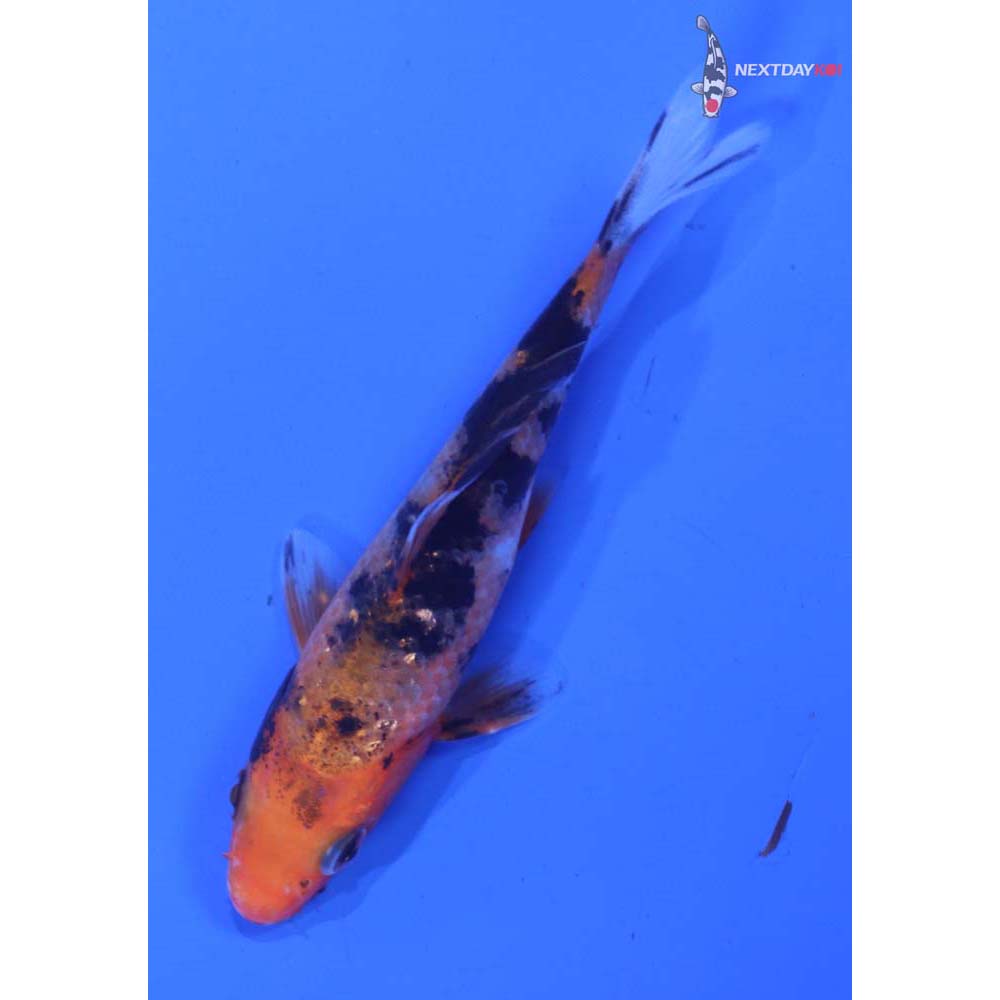 3” Imported Gin Rin Aka Sanke