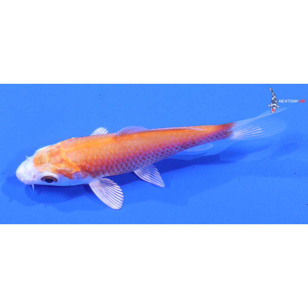 3” Imported Hariwake