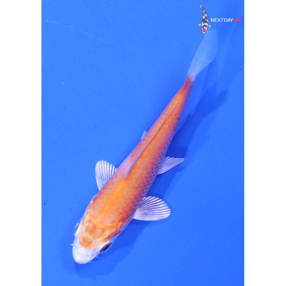 3” Imported Hariwake