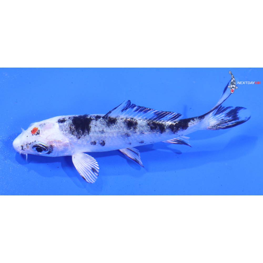 3” Imported Yamato Nishiki