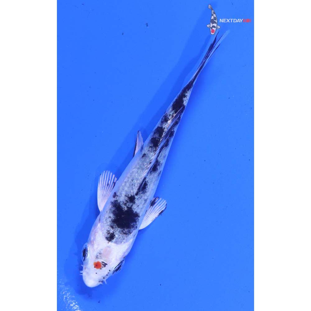 3” Imported Yamato Nishiki