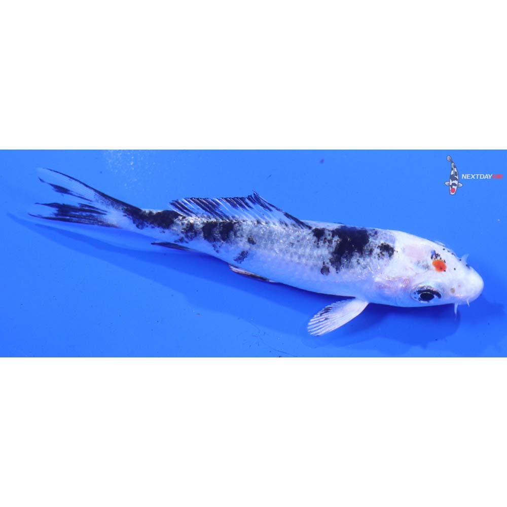 3” Imported Yamato Nishiki