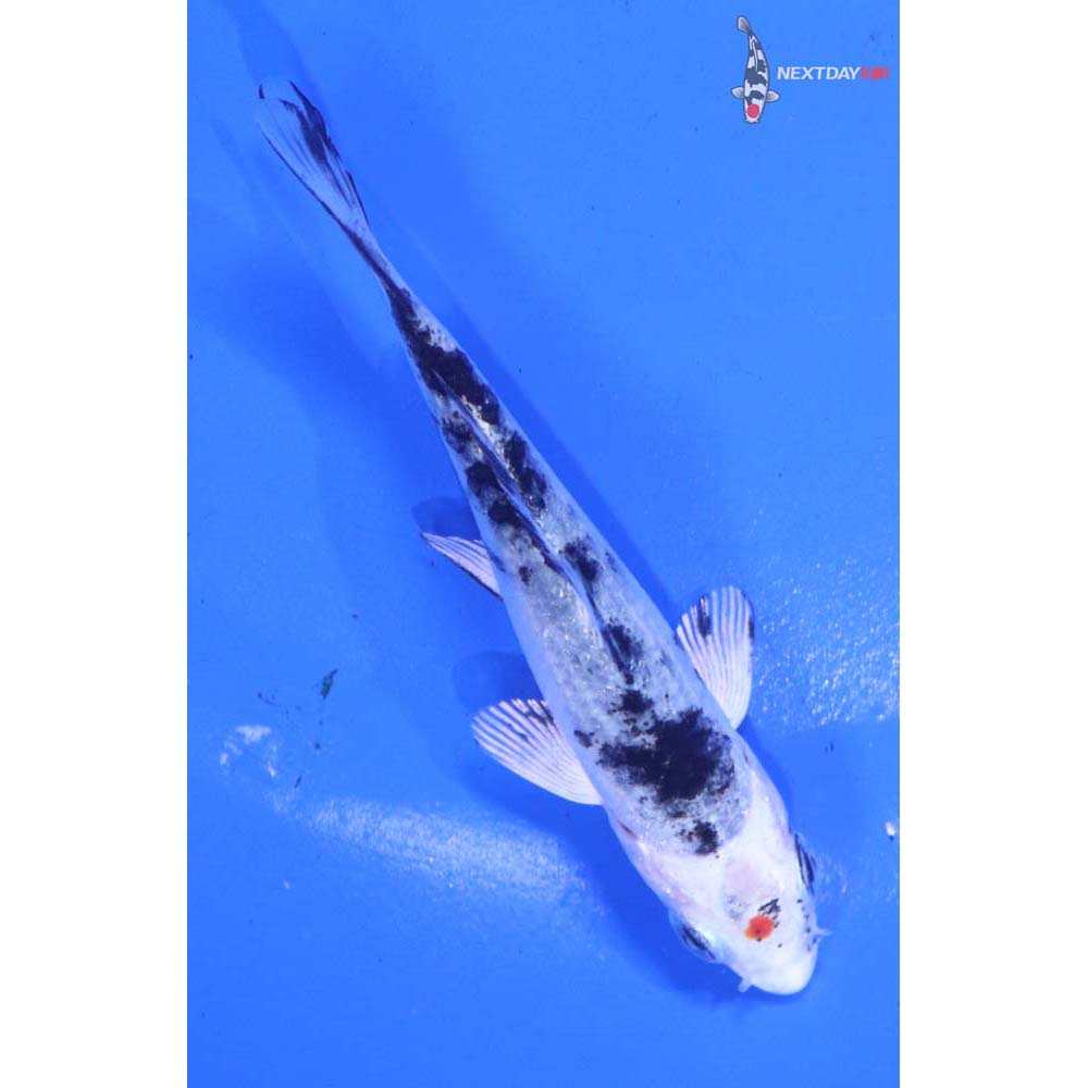 3” Imported Yamato Nishiki