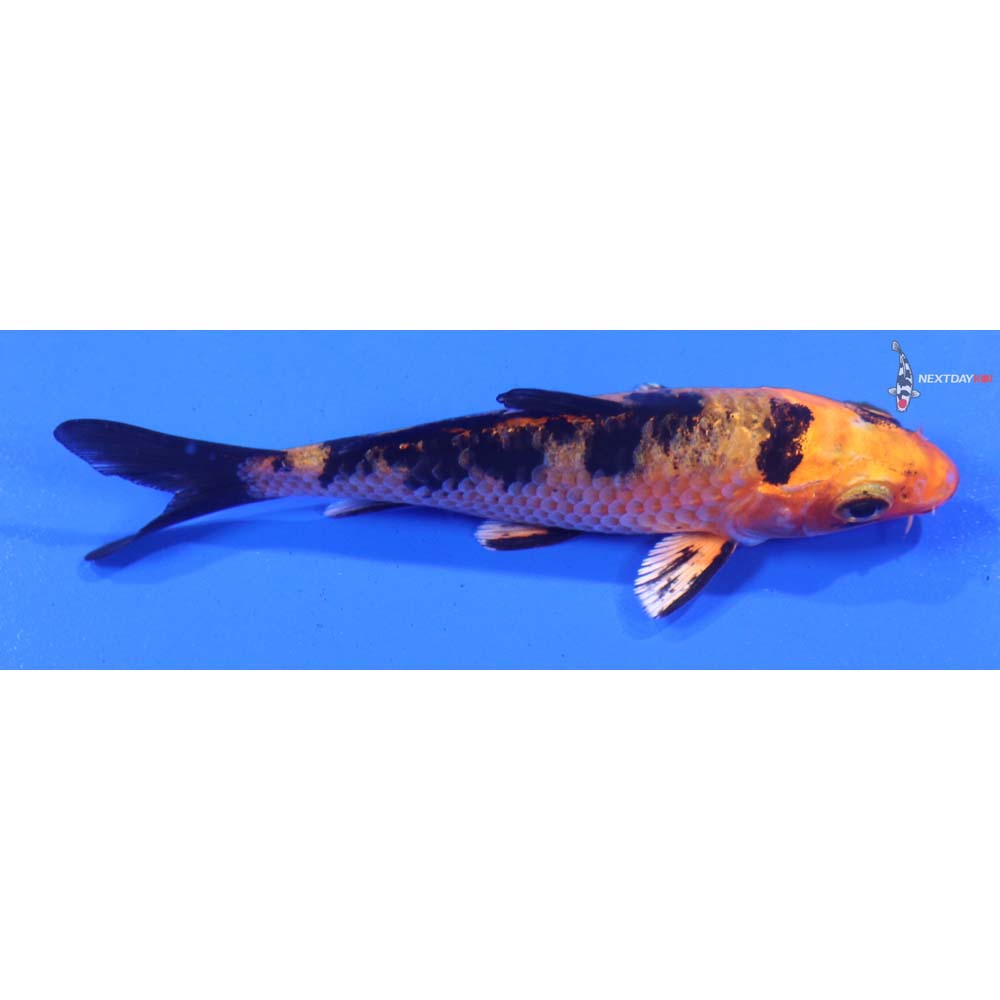 3.5” Imported Kin Aka Bekko