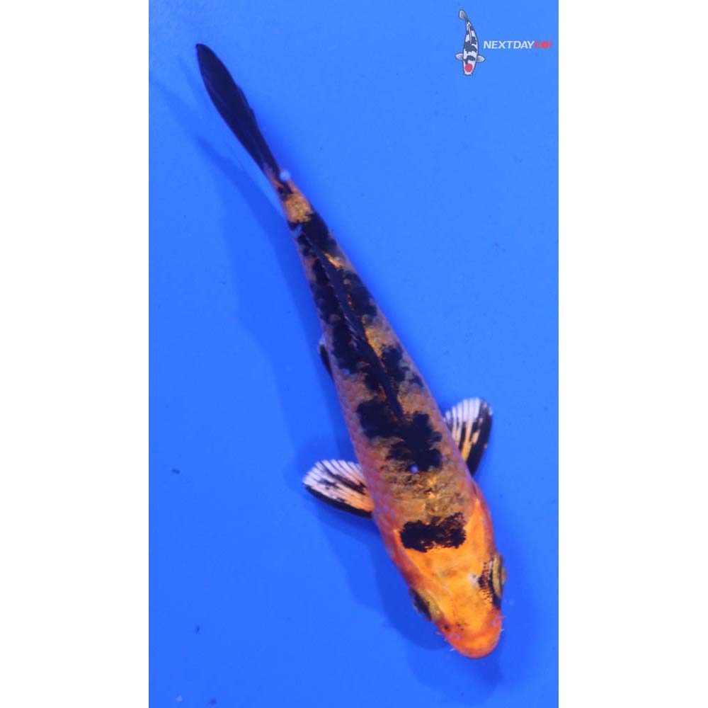 3.5” Imported Kin Aka Bekko