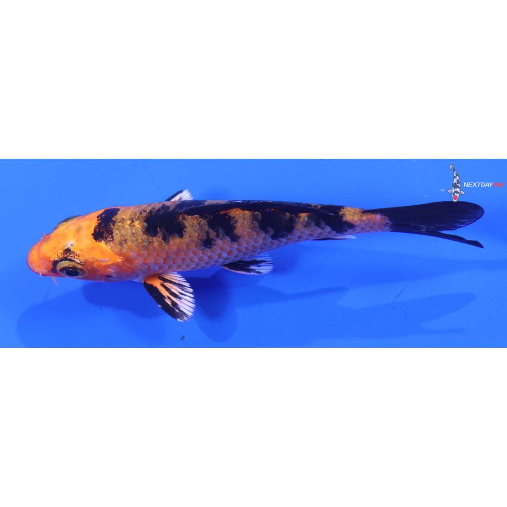 3.5” Imported Kin Aka Bekko