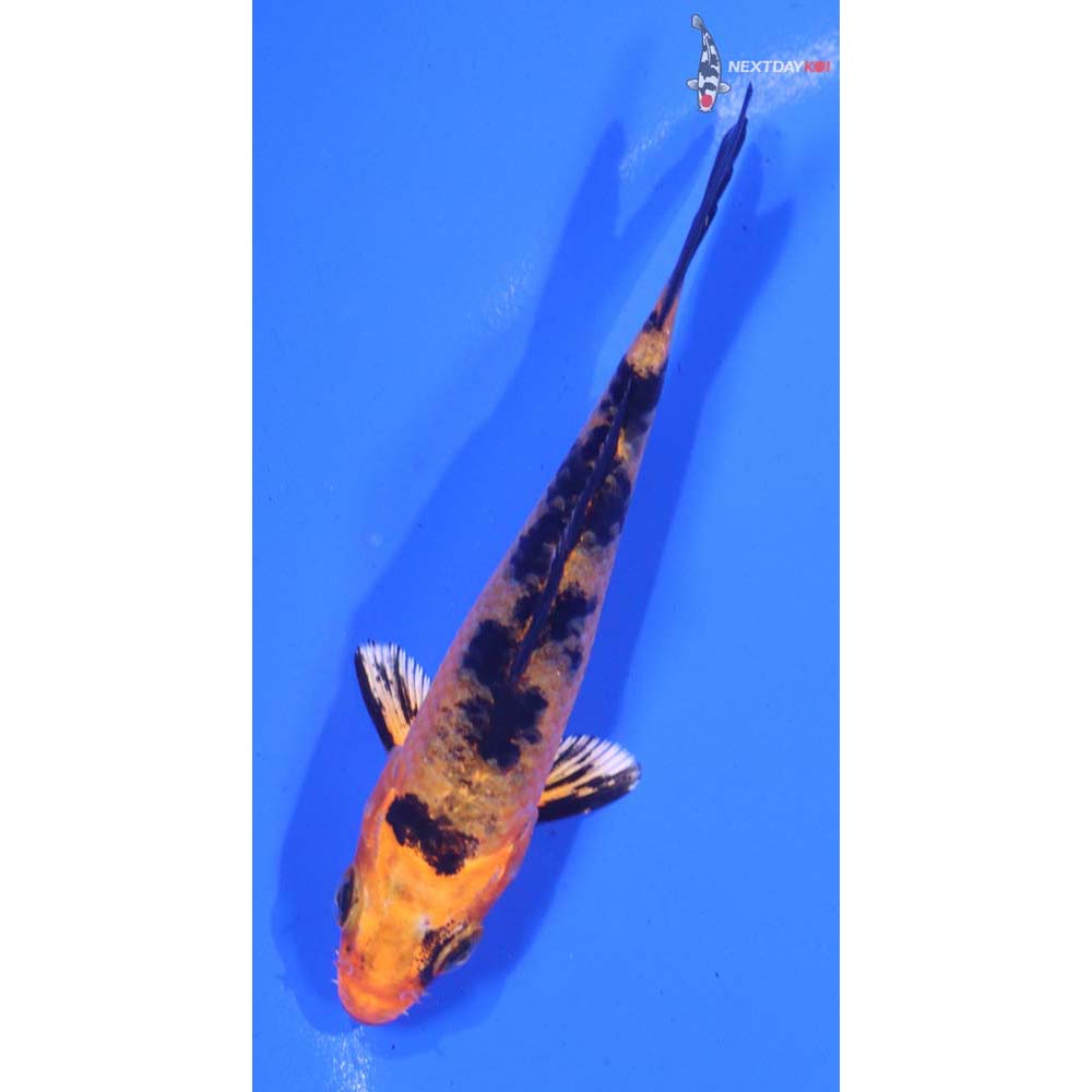 3.5” Imported Kin Aka Bekko