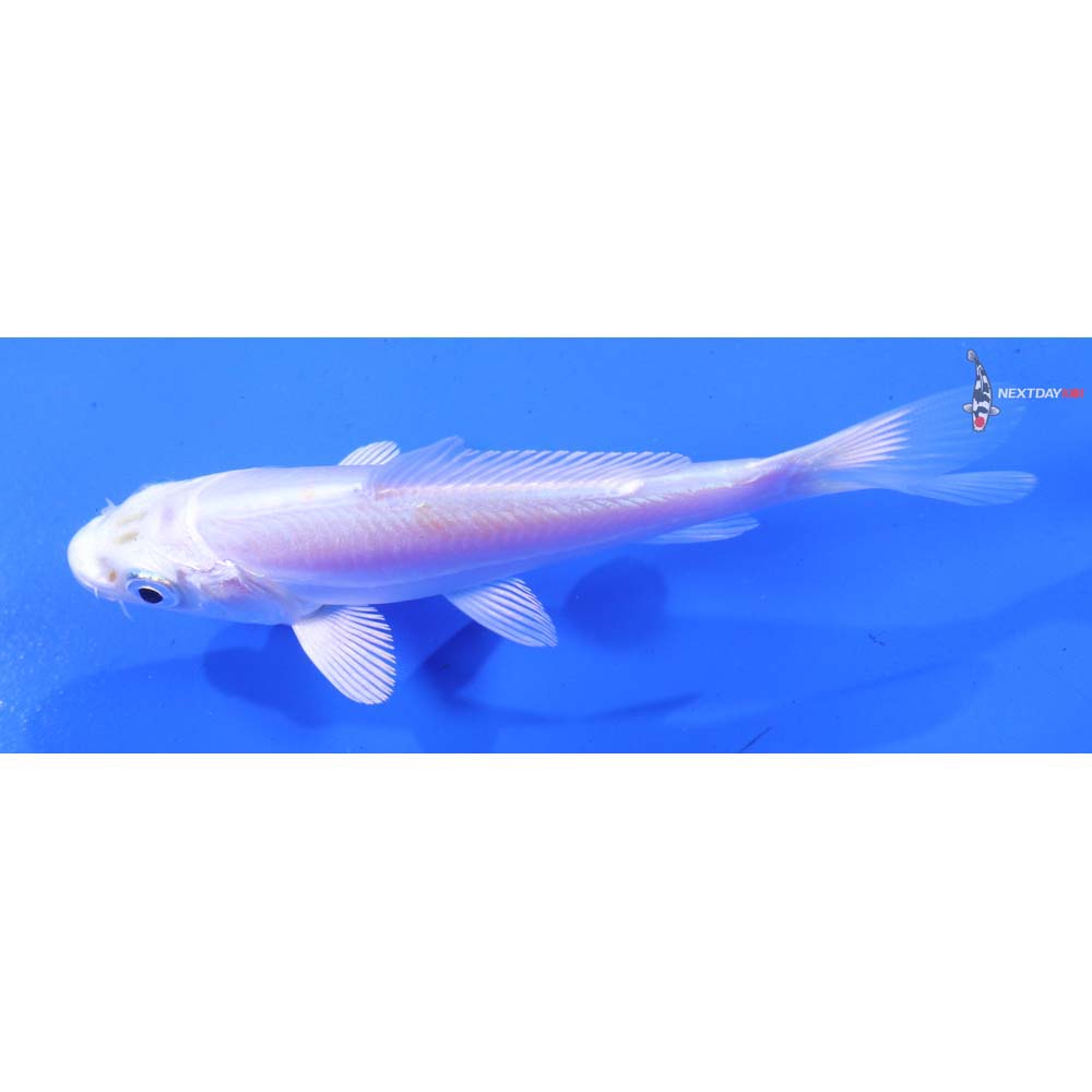 4” Imported Doitsu Platinum Ogon