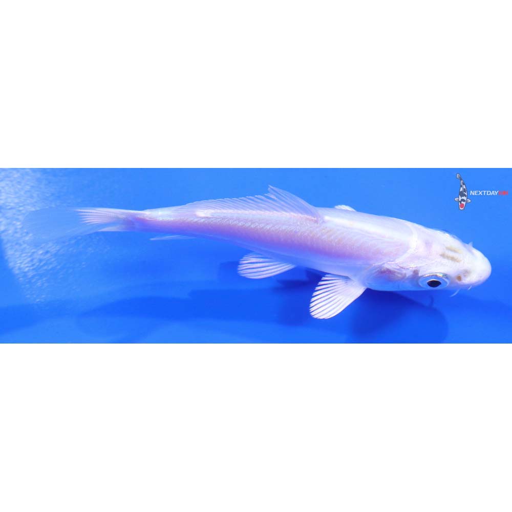 4” Imported Doitsu Platinum Ogon