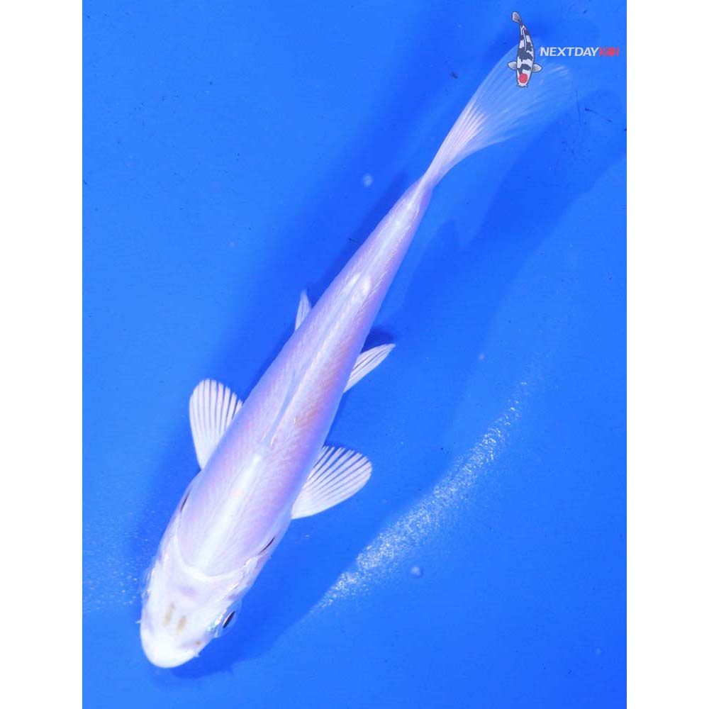 4” Imported Doitsu Platinum Ogon