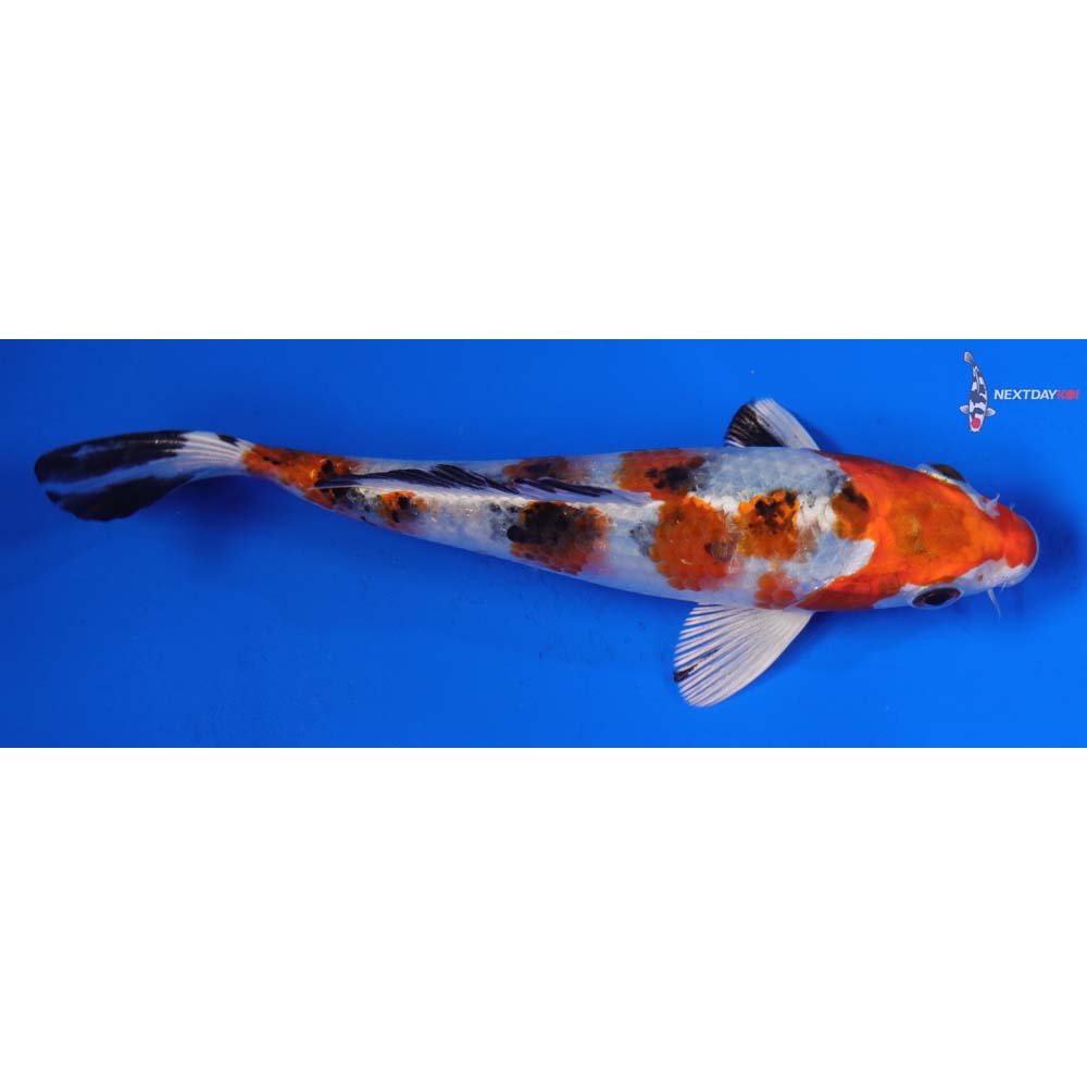 6” Imported Yamato Nishiki