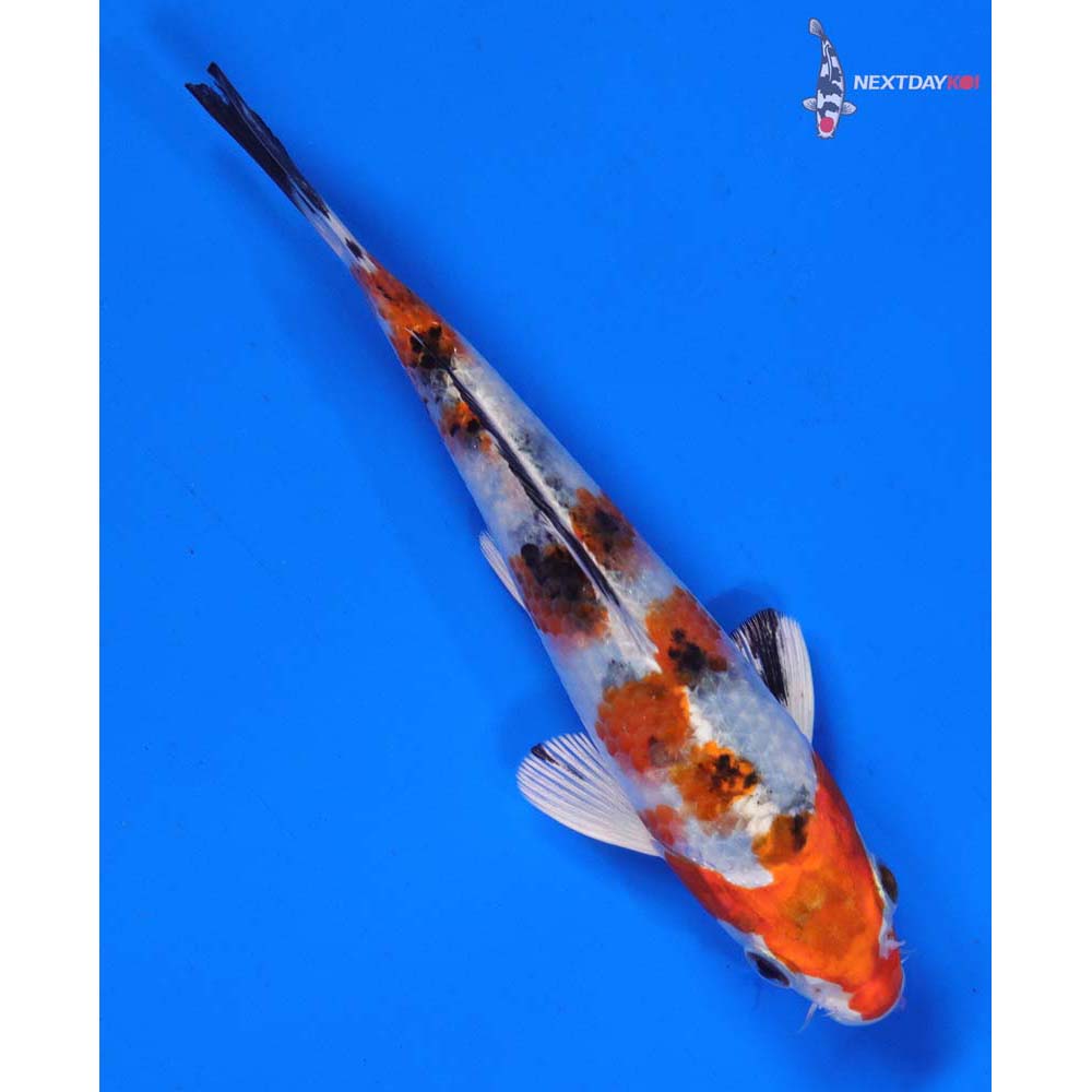 6” Imported Yamato Nishiki