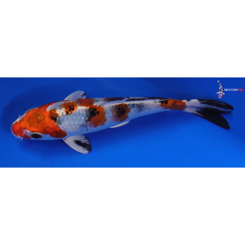 6” Imported Yamato Nishiki