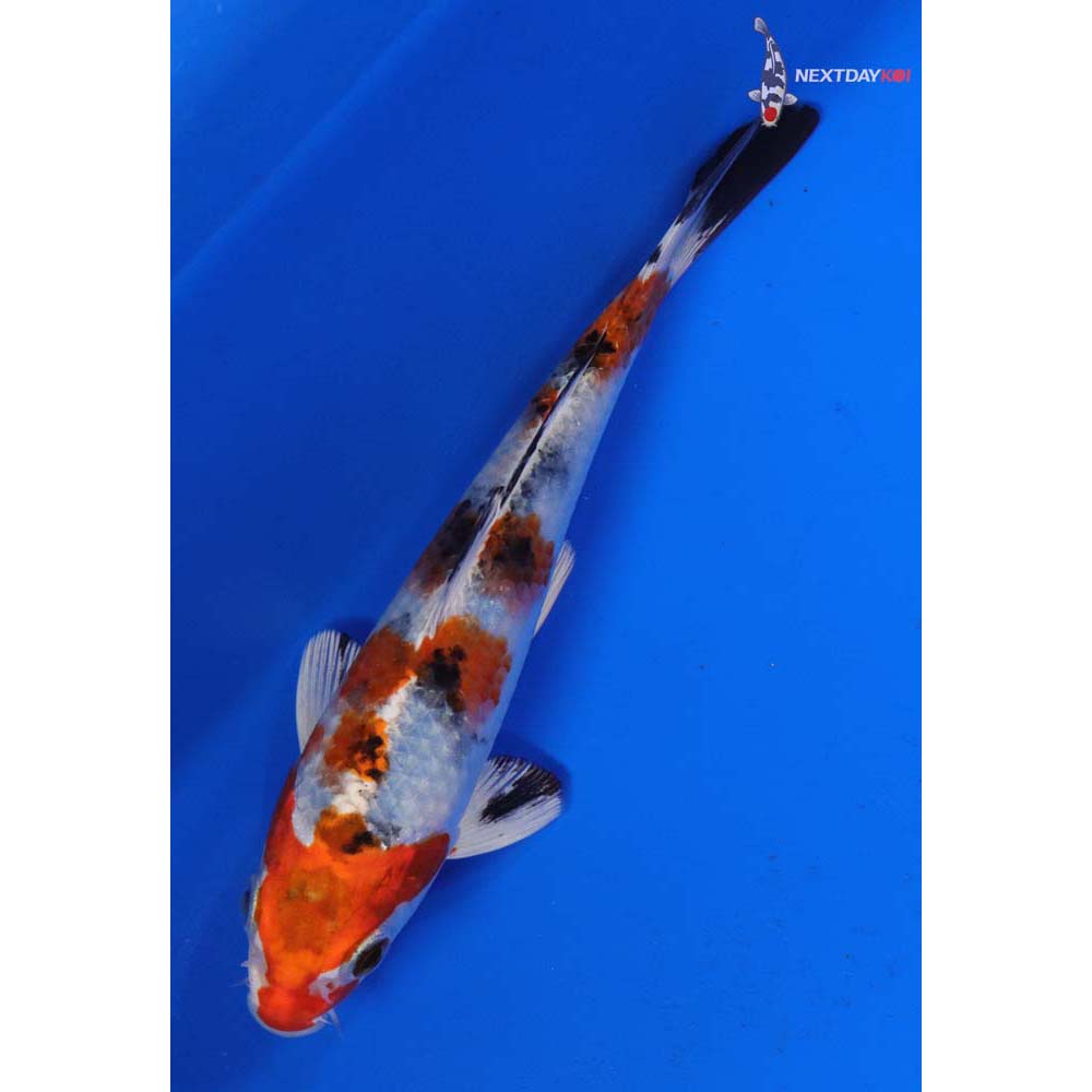 6” Imported Yamato Nishiki