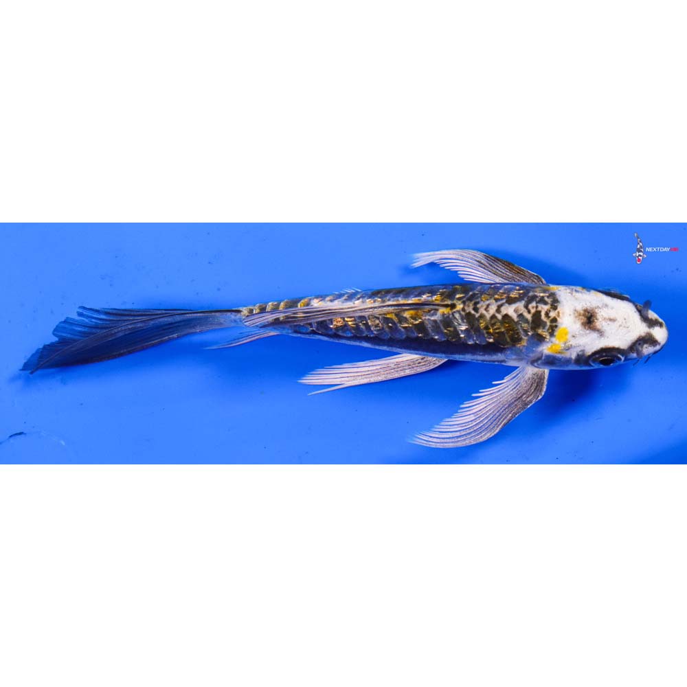 6” Imported Gin Rin Kin Kikokuryu Butterfly Koi