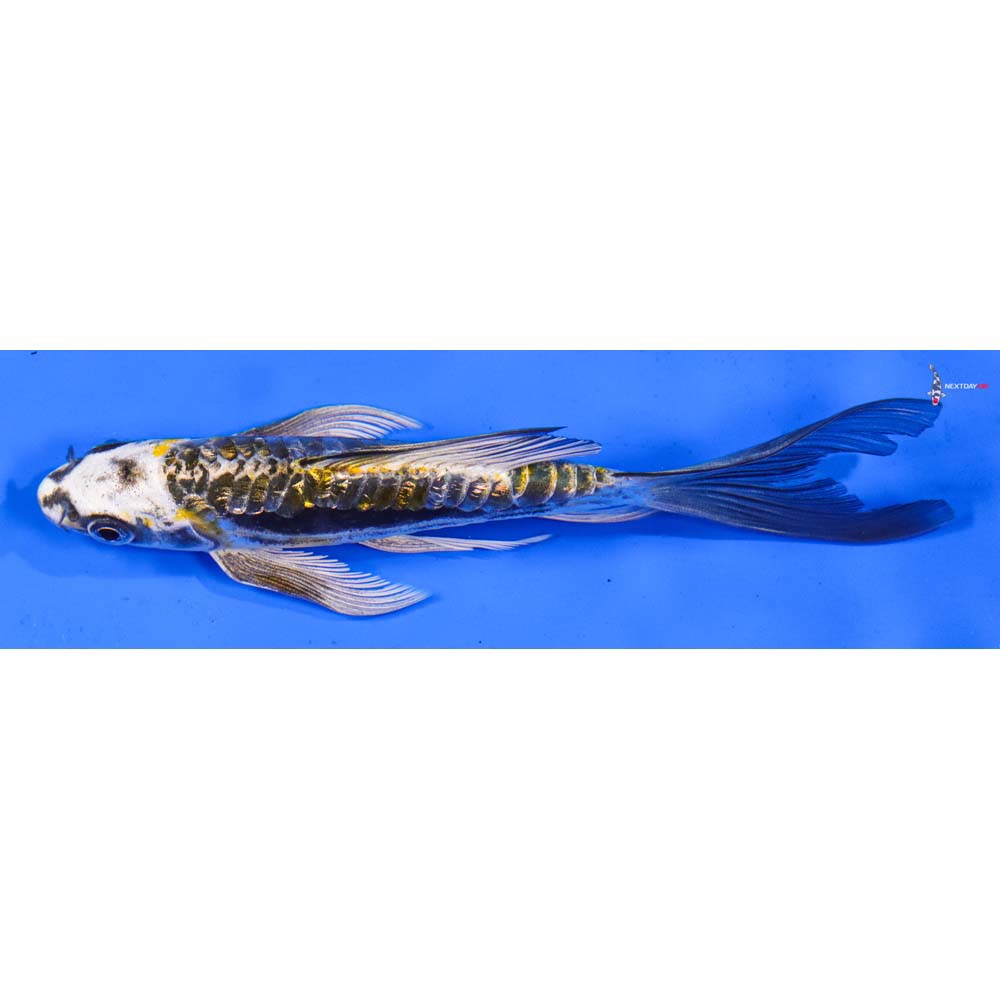 6” Imported Gin Rin Kin Kikokuryu Butterfly Koi
