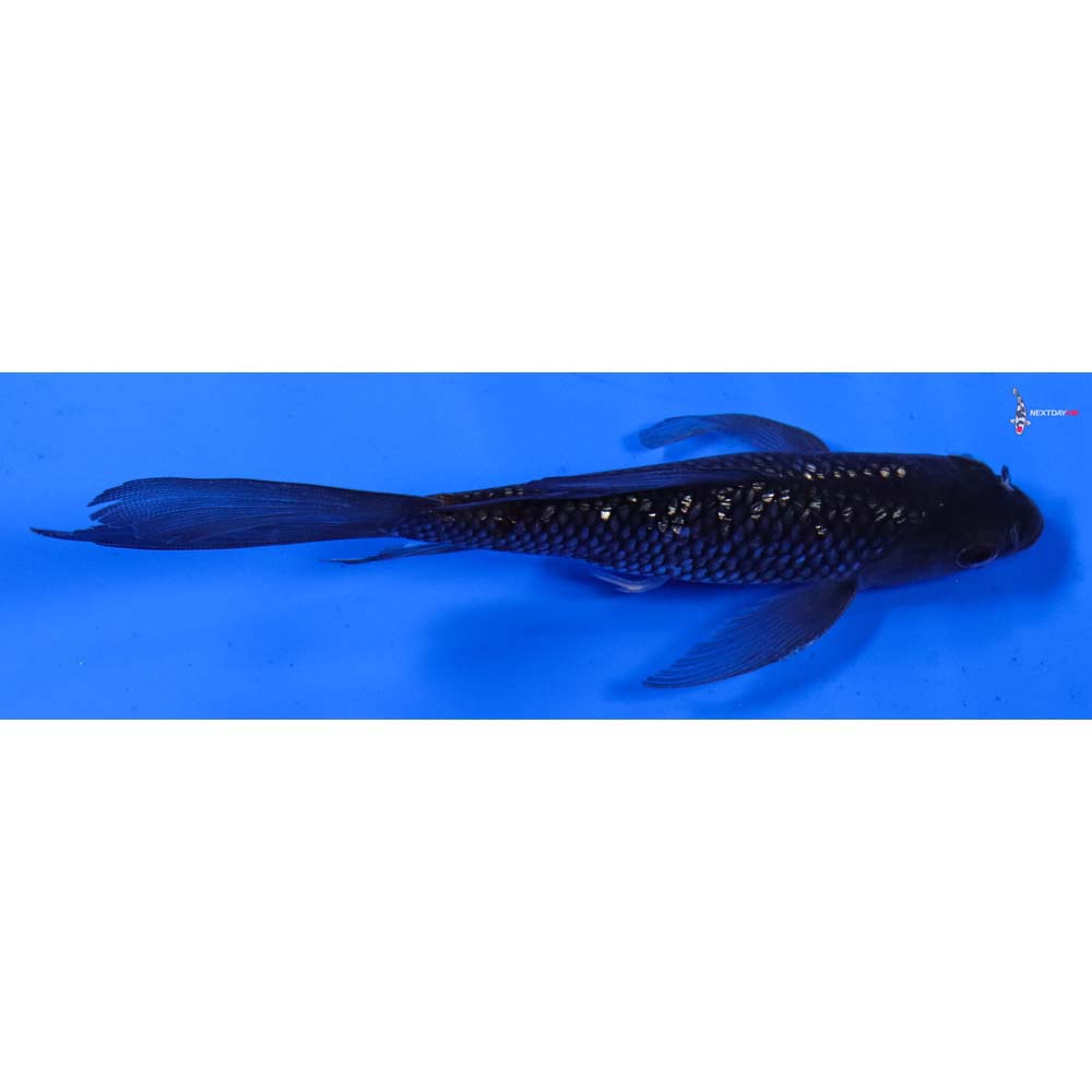 5.5” Imported Gin Rin Soragoi Butterfly Koi