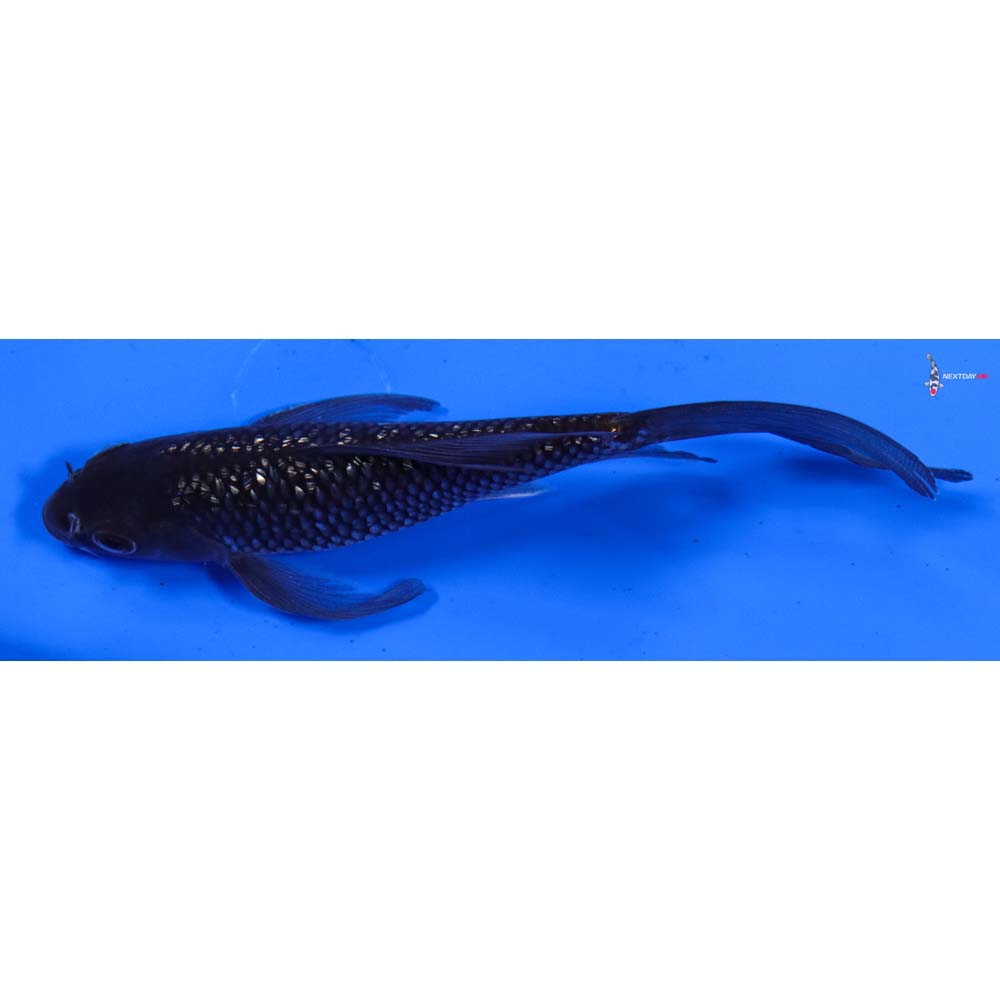 5.5” Imported Gin Rin Soragoi Butterfly Koi