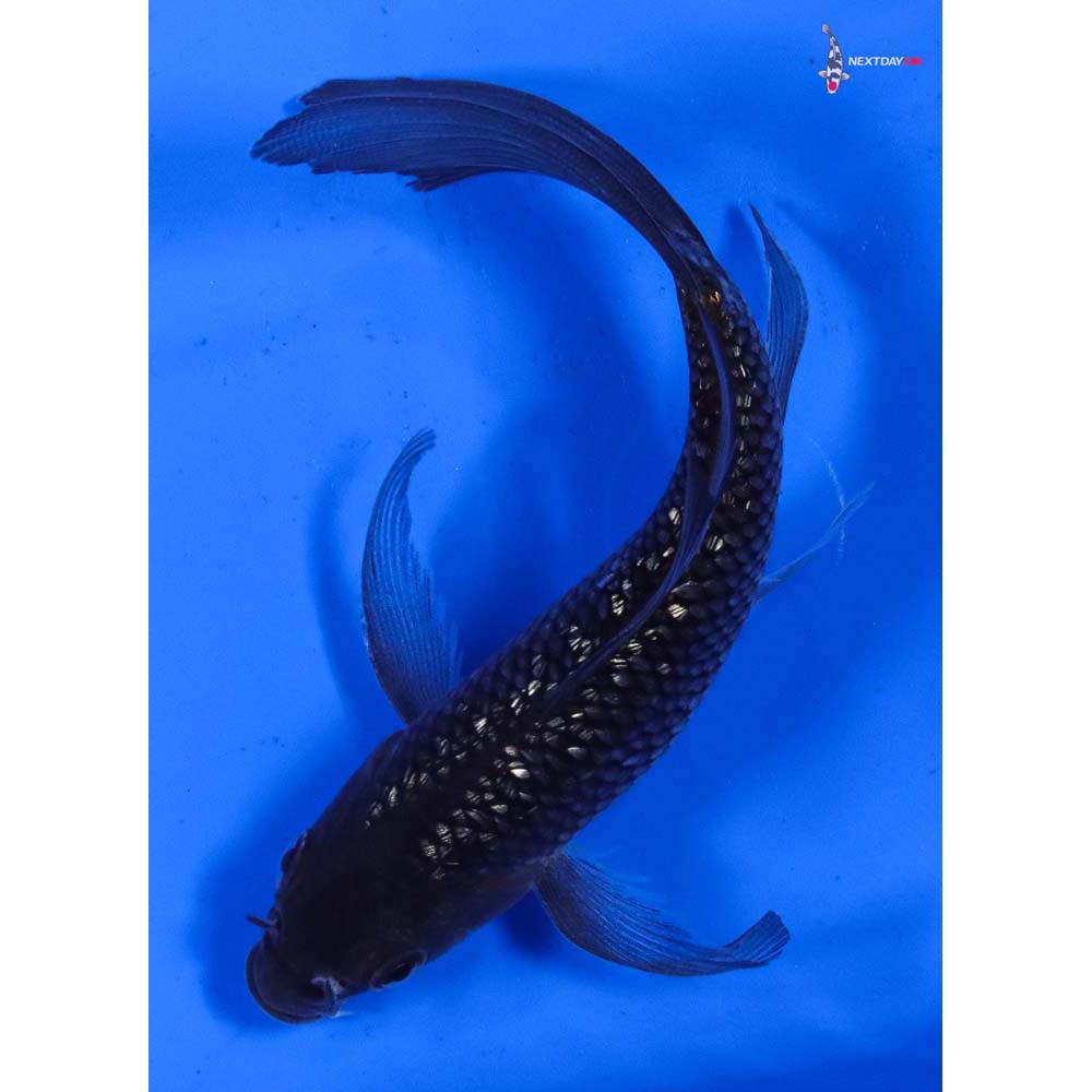 5.5” Imported Gin Rin Soragoi Butterfly Koi
