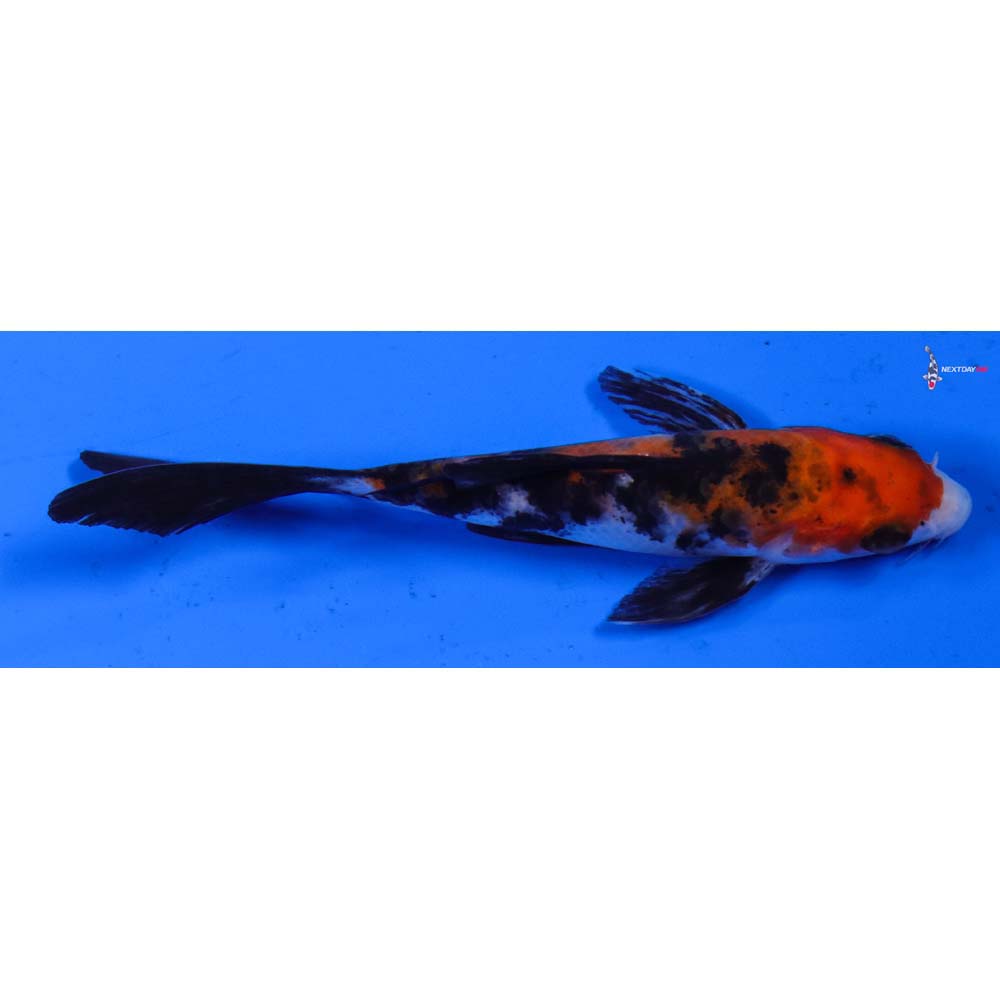 4.5” Imported Sanke Butterfly Koi