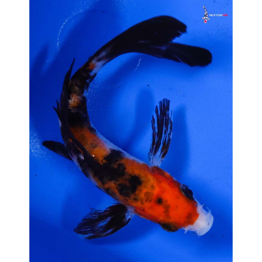 4.5” Imported Sanke Butterfly Koi