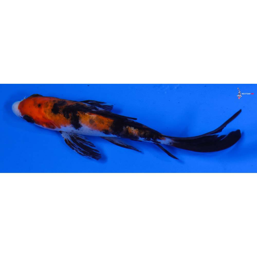 4.5” Imported Sanke Butterfly Koi