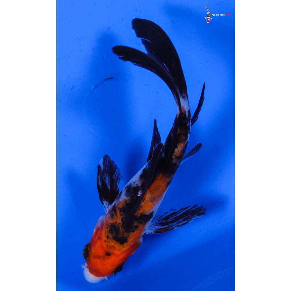 4.5” Imported Sanke Butterfly Koi