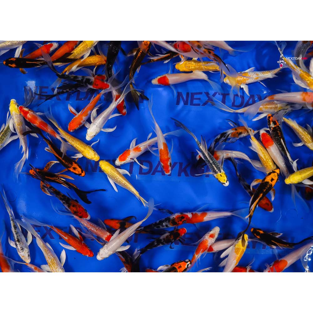 AA Grade (Premium Grade) Imported Butterfly Koi - Image 14