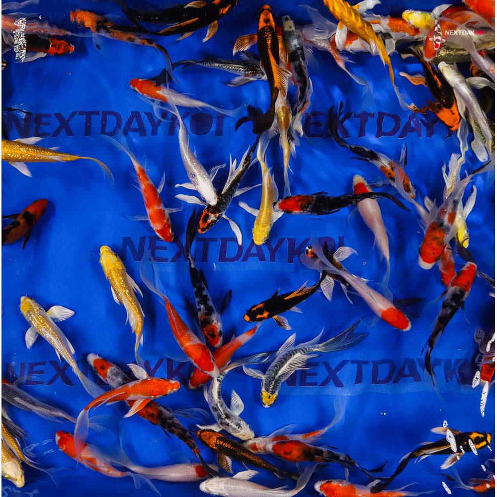 AA Grade (Premium Grade) Imported Butterfly Koi