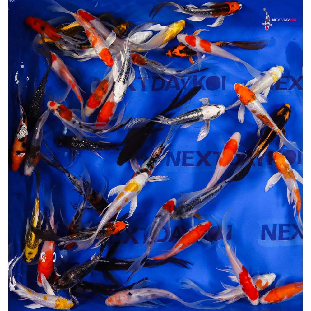 AA Grade (Premium Grade) Imported Butterfly Koi - Image 11