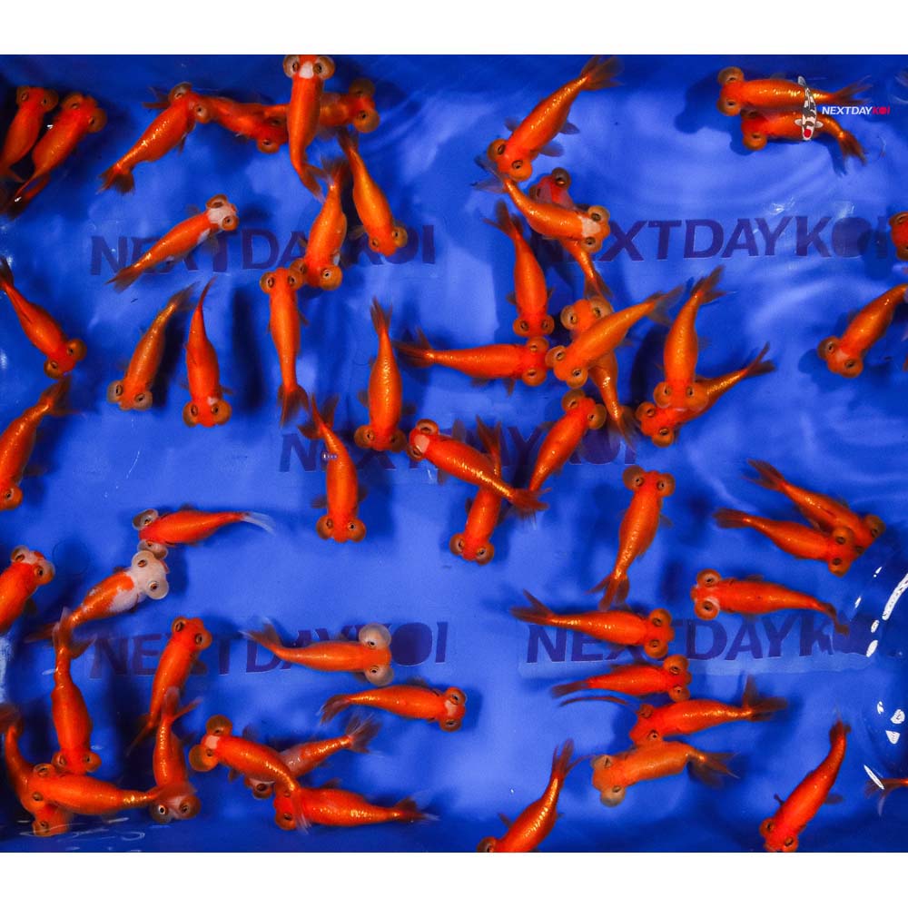 3-3.5" Imported Red Bubble Eye Goldfish - Image 3