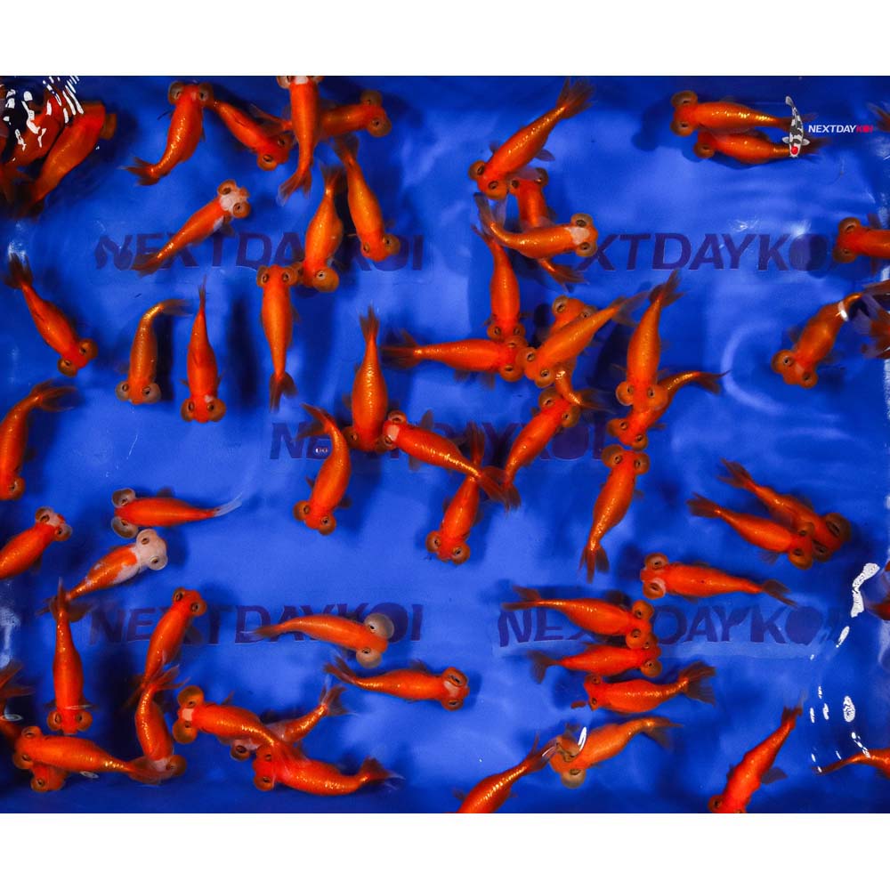 3-3.5" Imported Red Bubble Eye Goldfish - Image 7