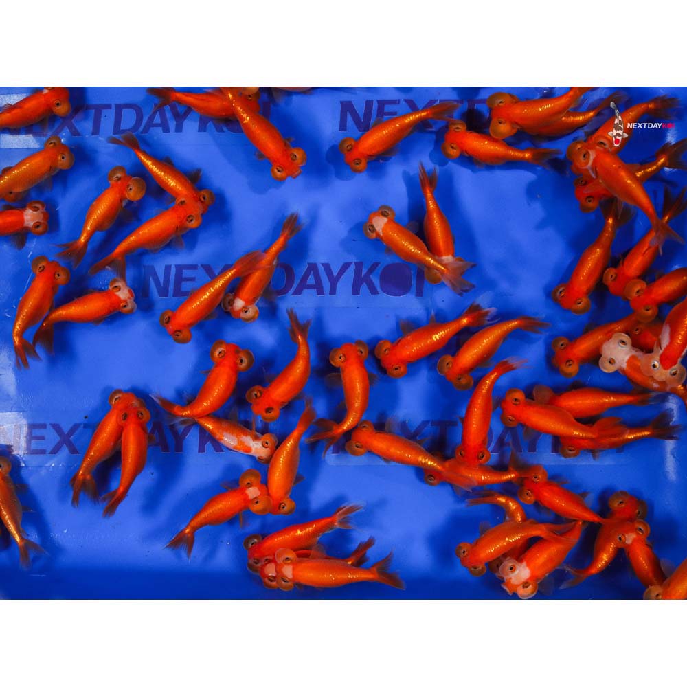 3-3.5" Imported Red Bubble Eye Goldfish - Image 9