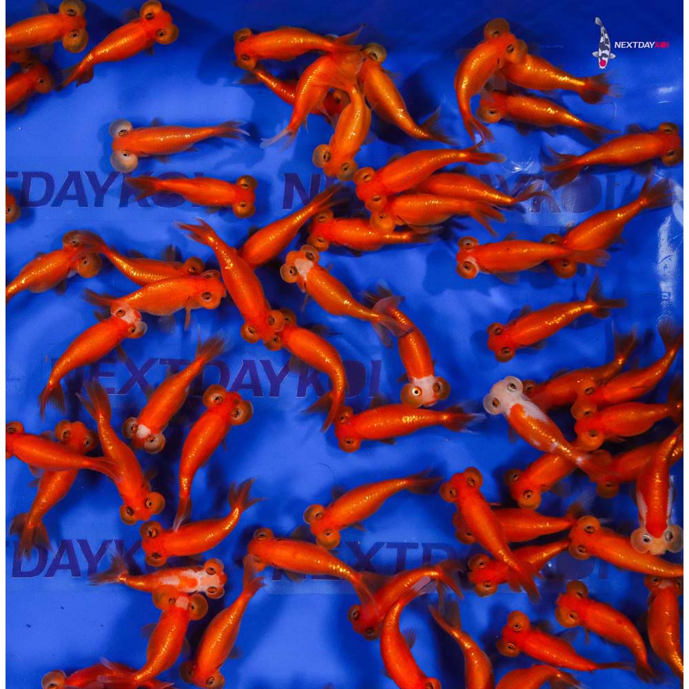 3-3.5" Imported Red Bubble Eye Goldfish