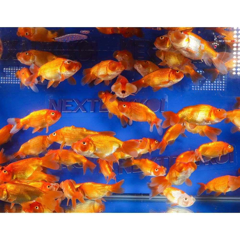 3-3.5" Imported Red Bubble Eye Goldfish - Image 8