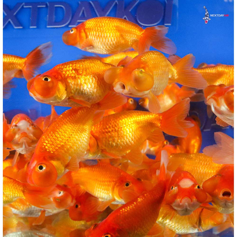 3-3.5" Imported Red Bubble Eye Goldfish - Image 2