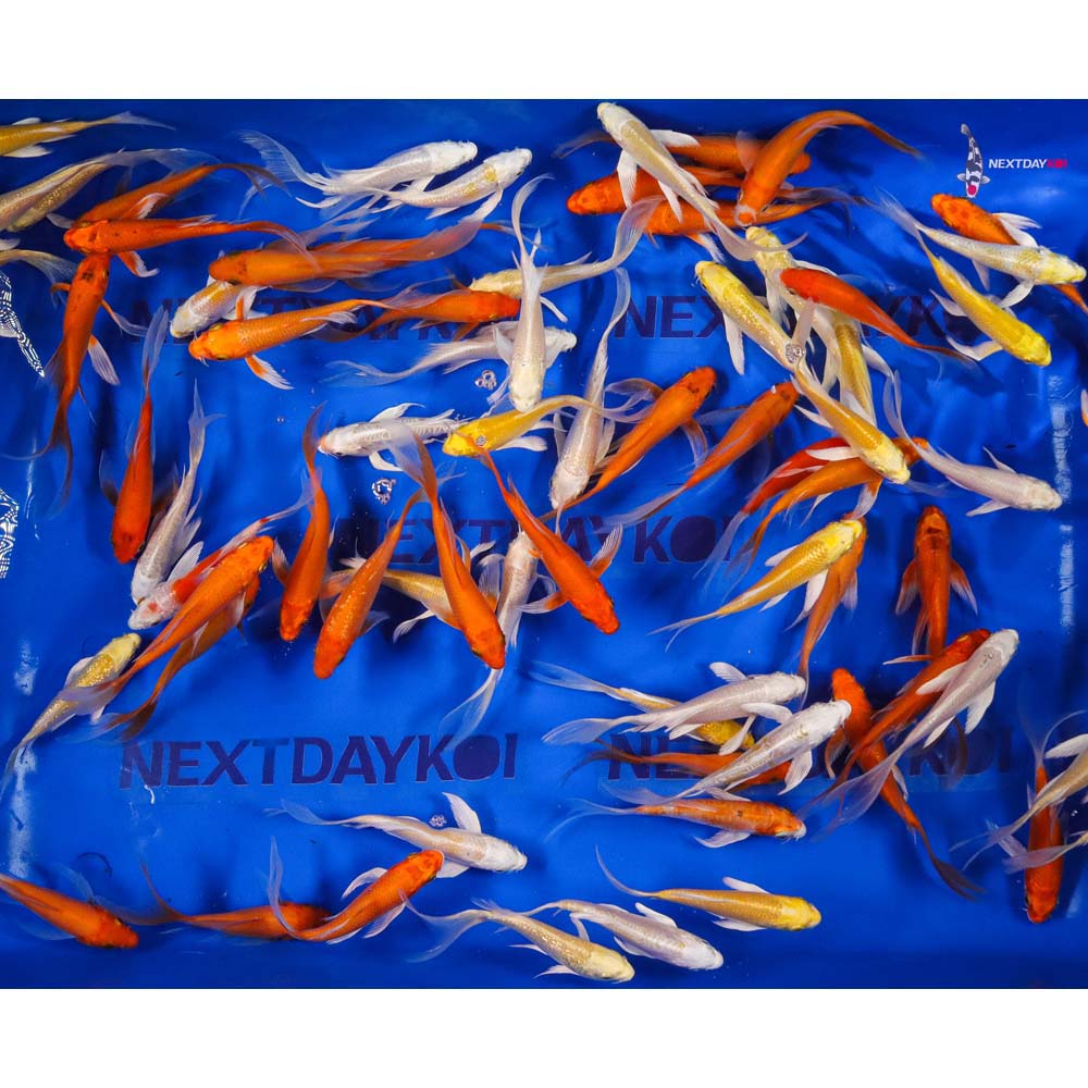 Imported Sunshine Butterfly Koi Mix - Image 6