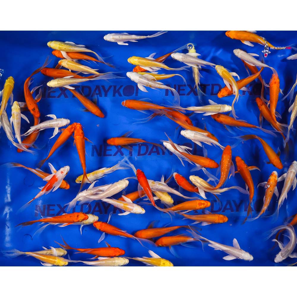 Imported Sunshine Butterfly Koi Mix - Image 3