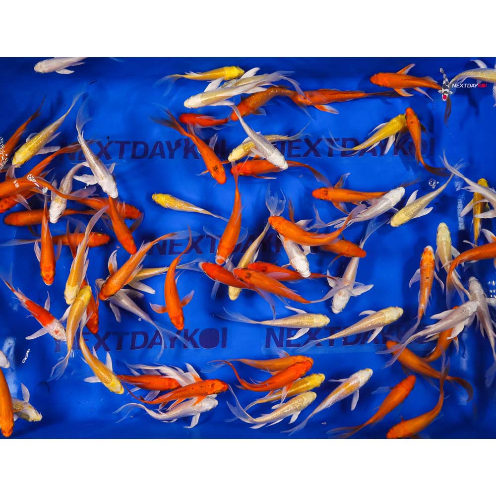 Imported Sunshine Butterfly Koi Mix - Image 7