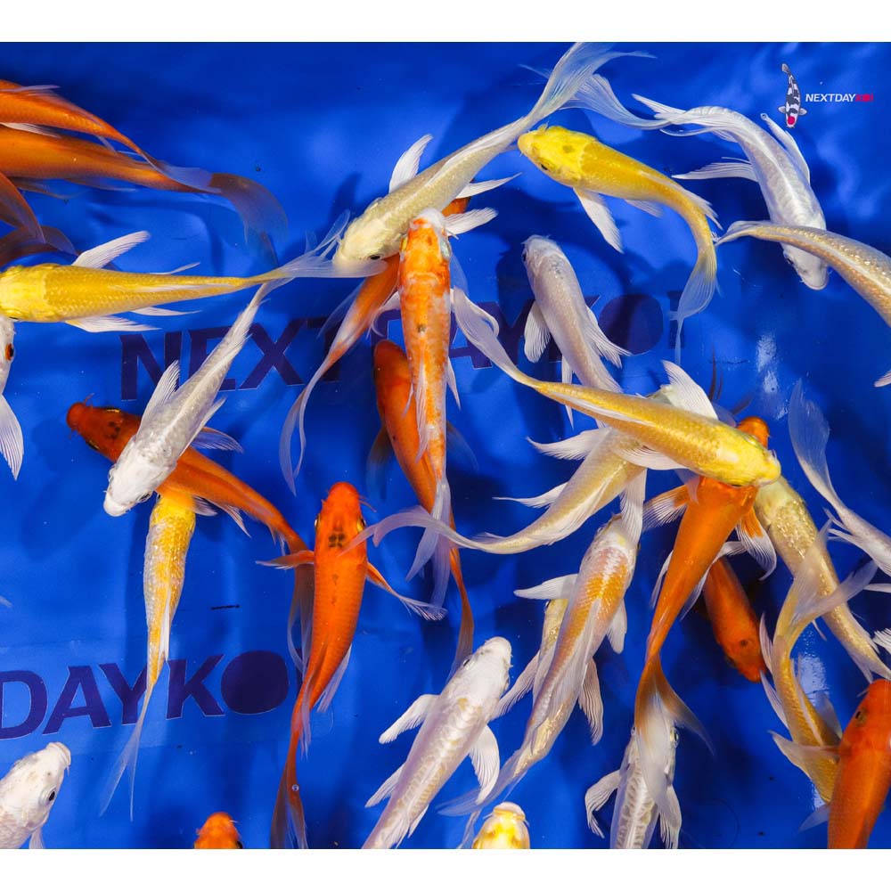 Imported Sunshine Butterfly Koi Mix - Image 5