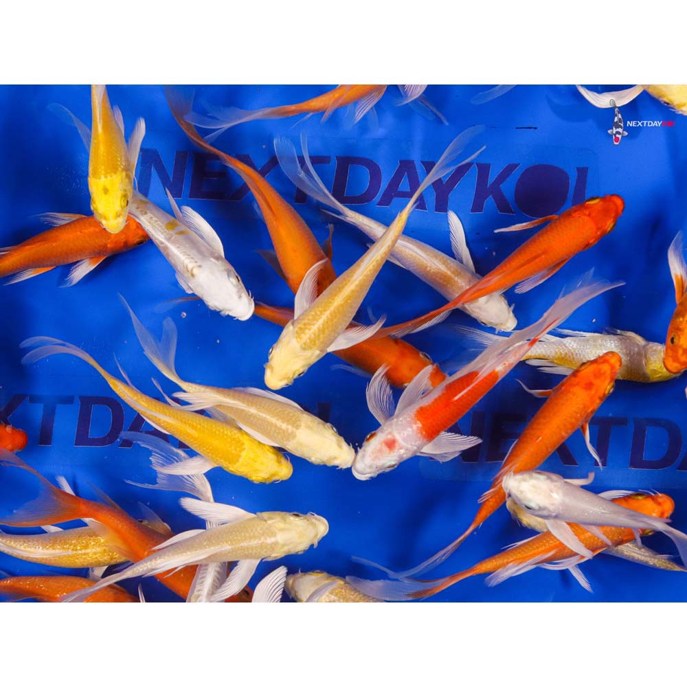 Imported Sunshine Butterfly Koi Mix - Image 8